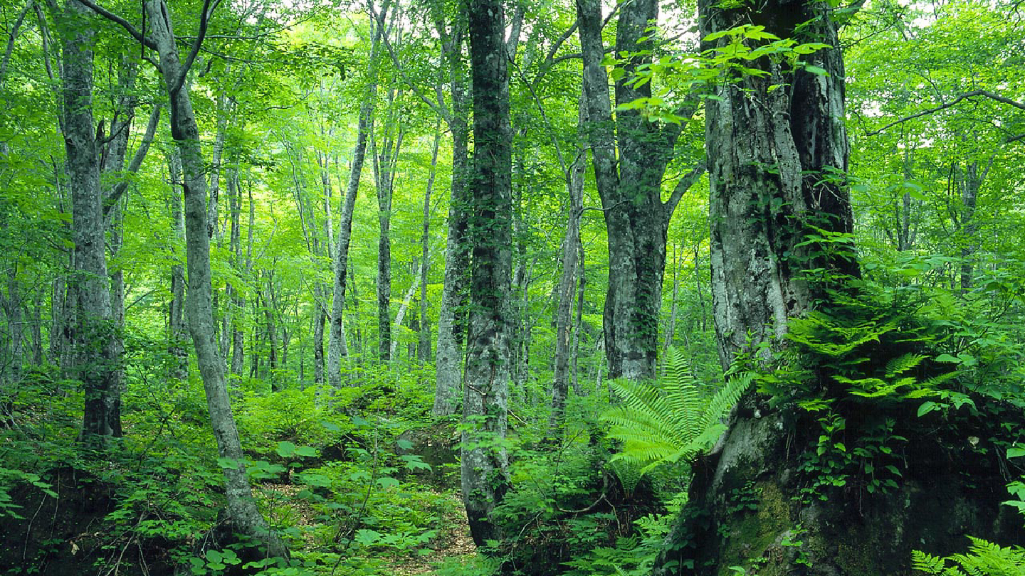 世界自然遺産 白神山地