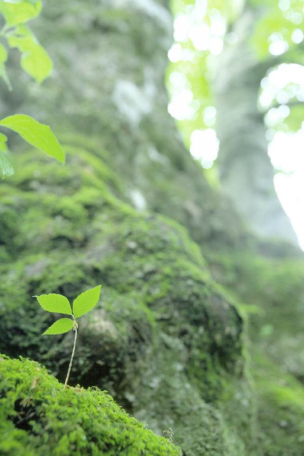 白神山地の水がおいしい5つの理由